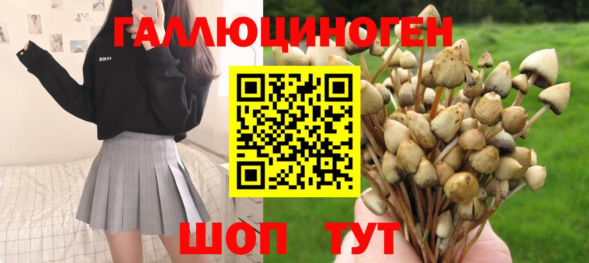 Галлюциногенные грибы Psilocybe  Северодвинск  Псилоцибиновые грибы мицелий 